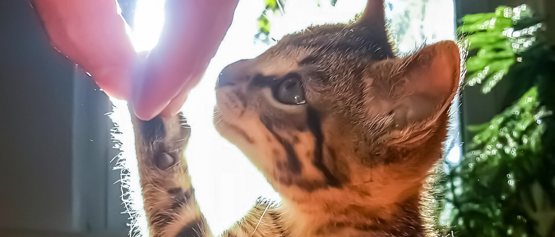 Cute cat touching person's finger